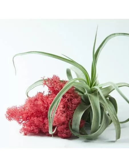Liquen rojo