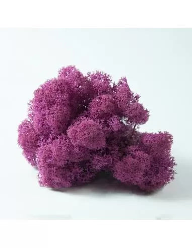 Liquen rosa