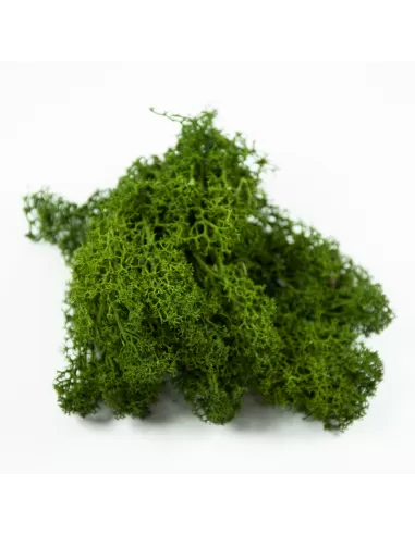 Liquen verde