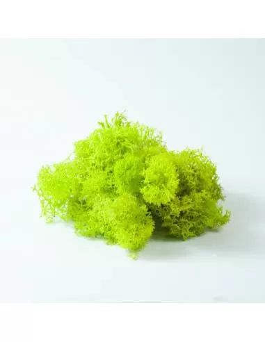 Liquen verde