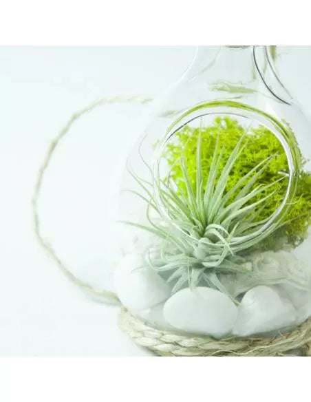 Liquen verde