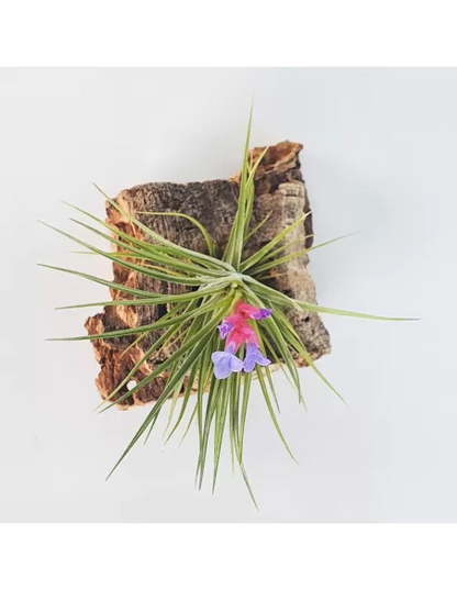 Tillandsia Neglecta x Seideliana