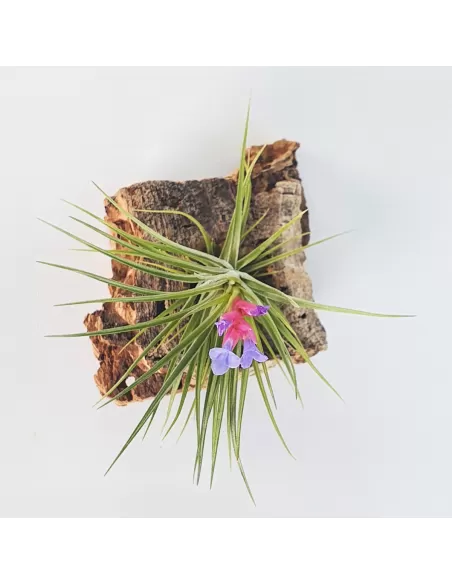 Tillandsia neglecta x seideliana