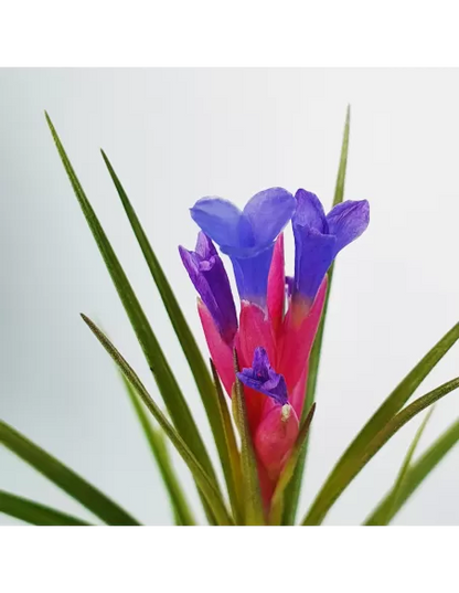 Tillandsia Neglecta x Seideliana