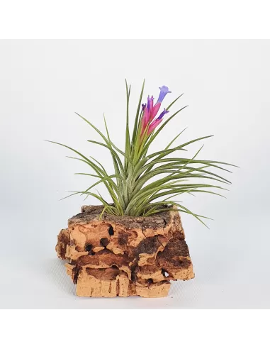 Tillandsia Neglecta x Seideliana