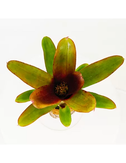 Neoregelia Amaranda