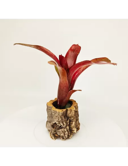 Neoregelia Amazon V. Lose