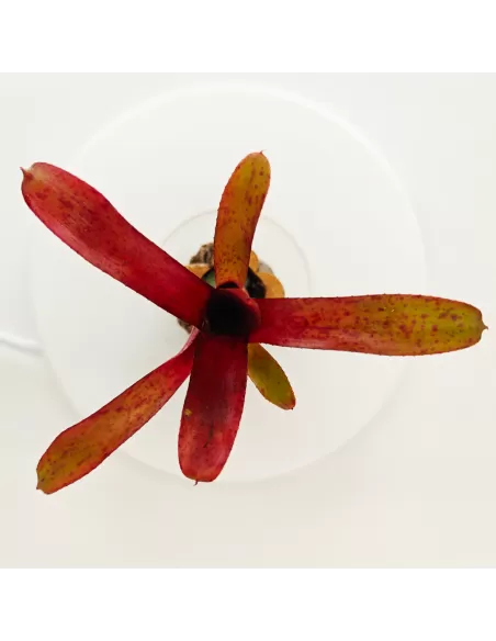 Neoregelia Amazon V. Lose