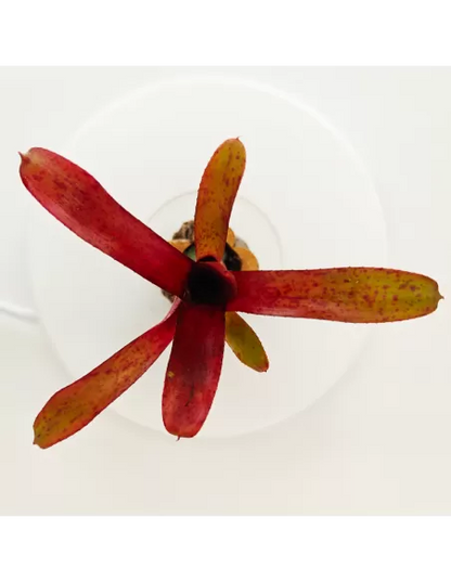Neoregelia Amazon V. Lose