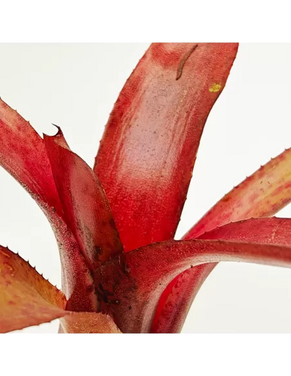 Neoregelia Amazon V. Lose