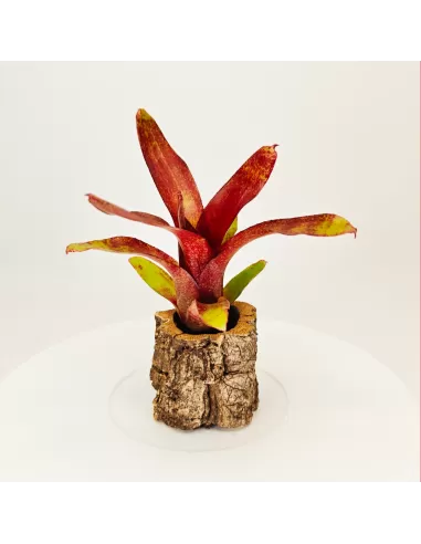 Neoregelia Atlantis