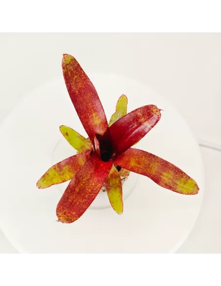 Neoregelia Atlantis