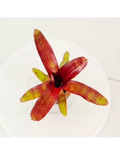 Neoregelia Atlantis