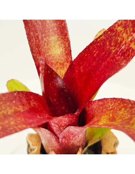 Neoregelia Atlantis