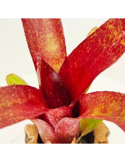 Neoregelia Atlantis