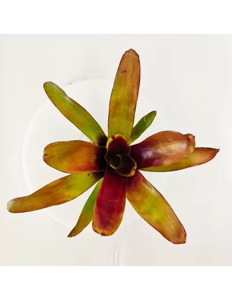 Neoregelia Casiopea