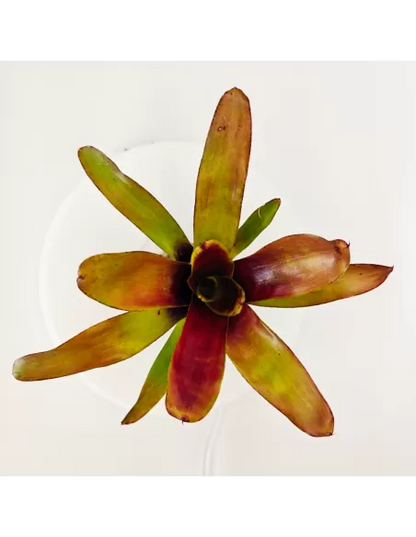 Neoregelia Casiopea