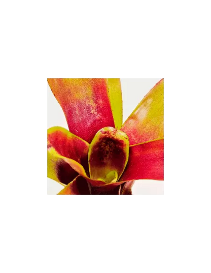 Neoregelia Casiopea