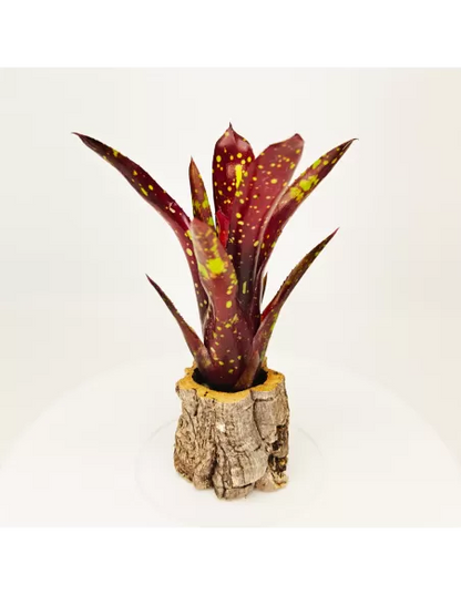 Neoregelia Domino