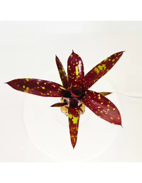 Neoregelia Domino