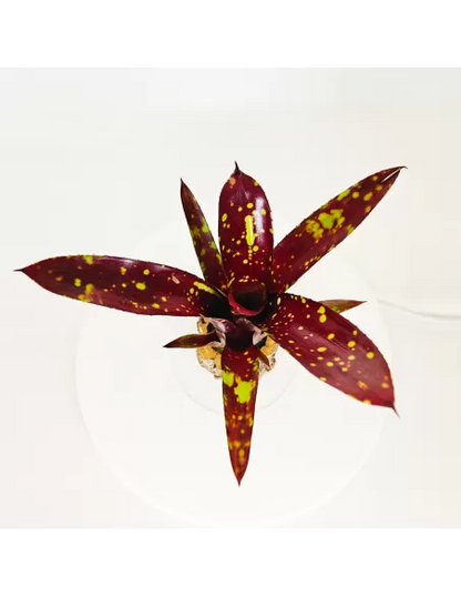Neoregelia Domino