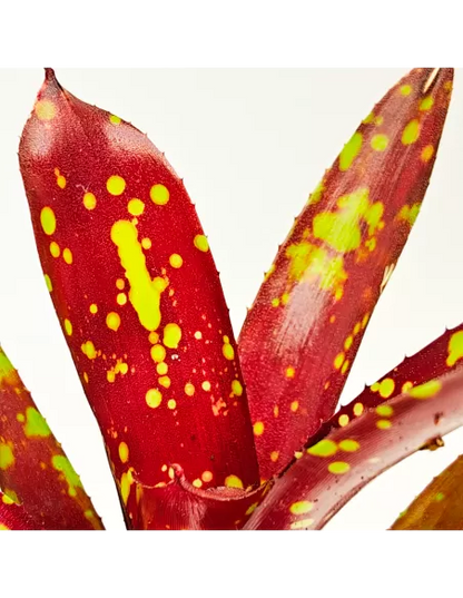 Neoregelia Domino