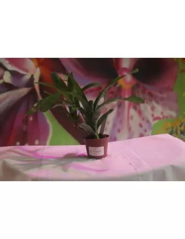 Neoregelia Fireball