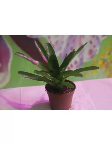 Neoregelia paulinae