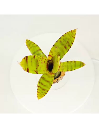 Neoregelia Punctissima Compact