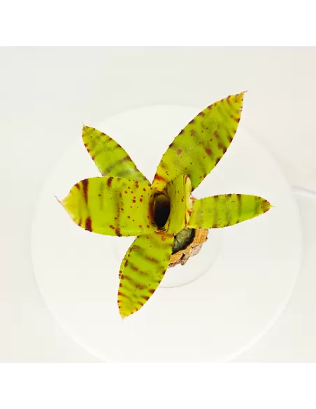 Neoregelia Punctissima Compact