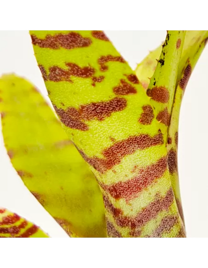 Neoregelia Punctissima Compact