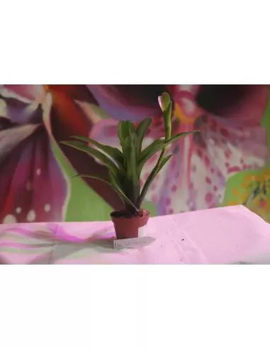 Neoregelia schultesiana