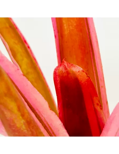 Neoregelia Shultessi Variedad Lose