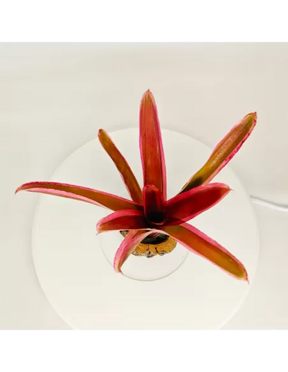 Neoregelia Shultessi Variedad Lose