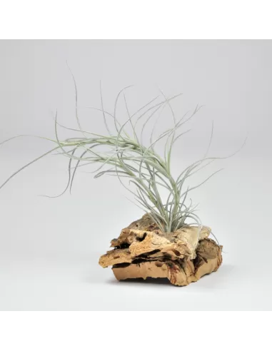 Tillandsia Nezley