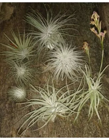 Pack of 7 Tillandsias