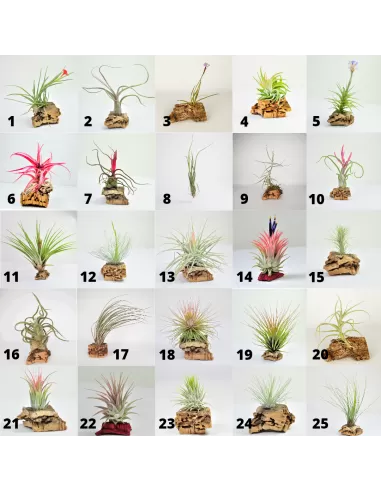 Pack 25 Tillandsias Collection