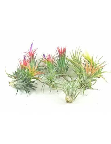 Pack of 16 Tillandsias Ionanthas