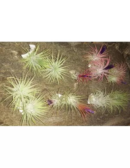 Pack of 16 Tillandsias Ionanthas