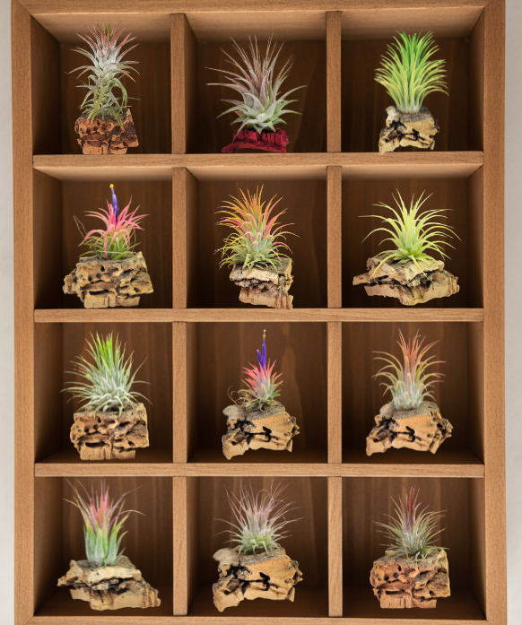 Pack 12 Ionanthas colección
