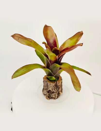 Neoregelia Casiopea