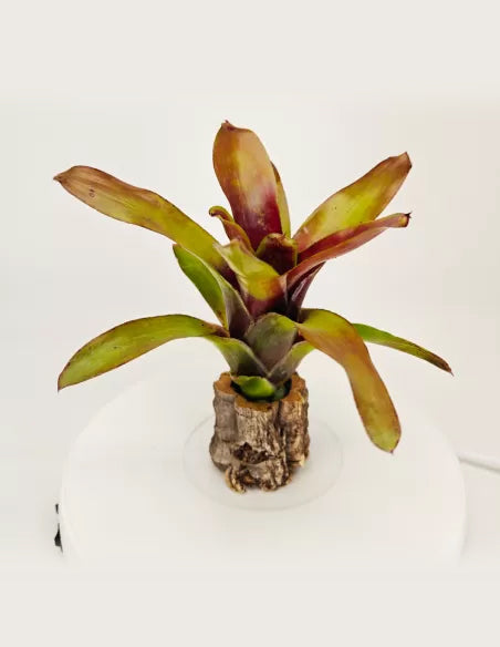 Neoregelia Casiopea