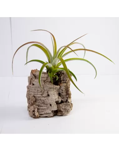 Tillandsia Riohondensis