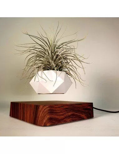 Soporte Magnético por levitación para Tillandsias