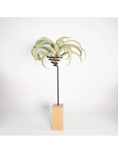 Soporte madera y metal para Tillandsias