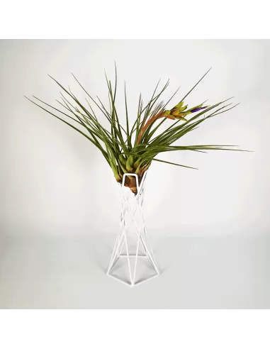 Soporte metálico blanco reversible para Tillandsias