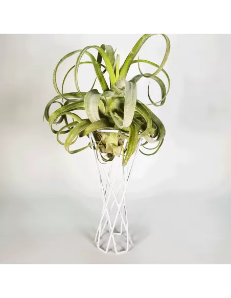 Soporte metálico blanco reversible para Tillandsias