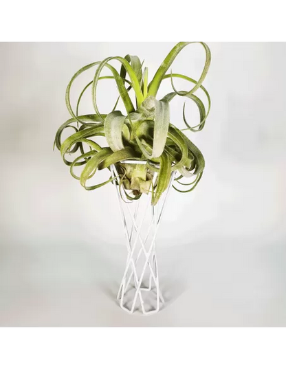 Soporte metálico blanco reversible para Tillandsias