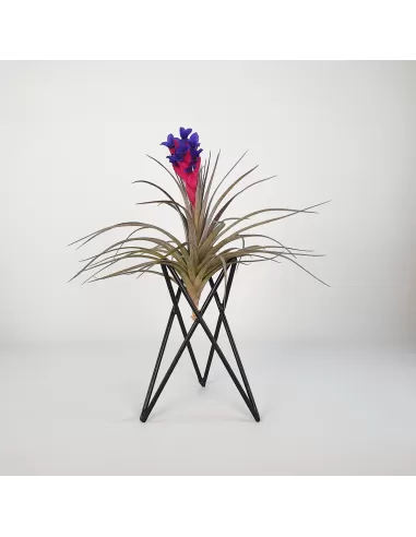 Soporte metal negro para Tillandsias