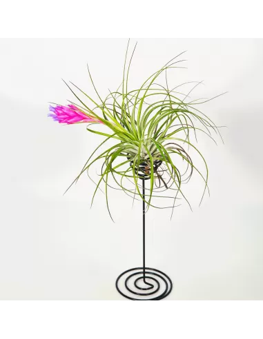Soporte metálico negro para Tillandsias base espiral